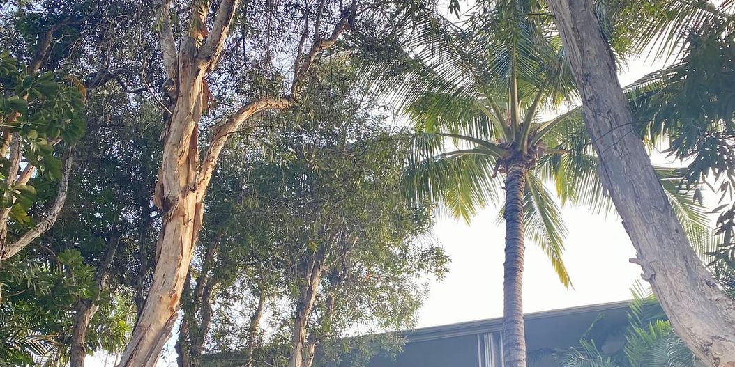 🌋 Letter 79: Diamond Head Move, A Letter to Barbara Oakley, Being Local, Ideation, Relish