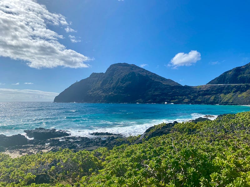 🐬 Letter 67: Swimming with Dolphins, Hard Decisions, Waiwai, Reflection