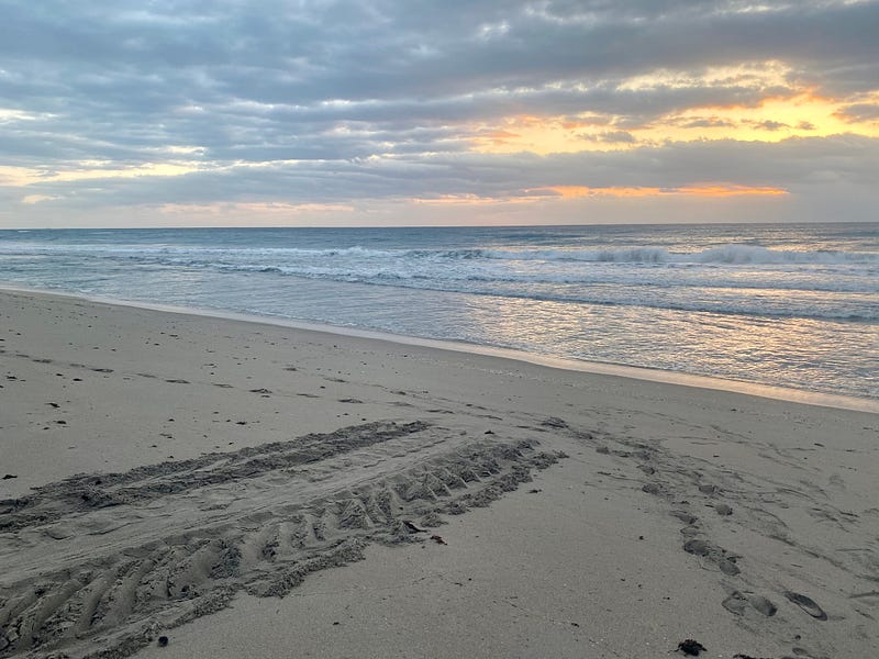 🐢 Letter 54 from a learn-it-all