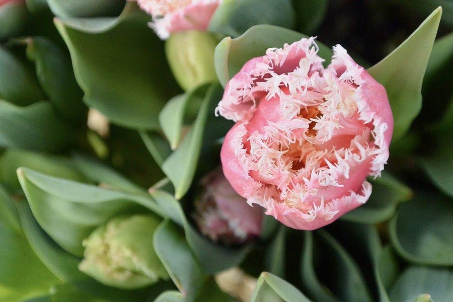 🧠 Letter 56 from a learn-it-all